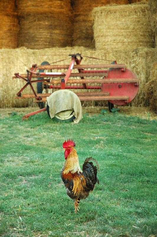 la-fattoria.jpg