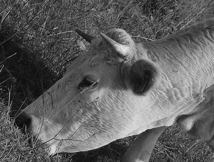 la-mucca.jpg