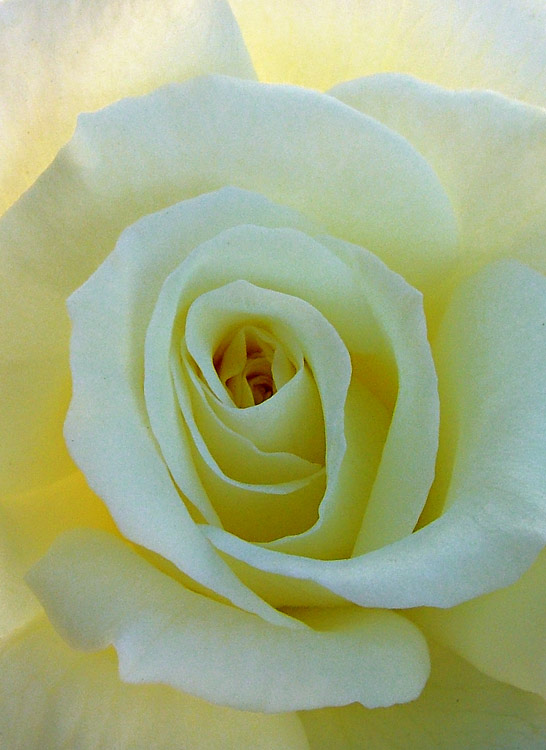 la-rosa001.jpg