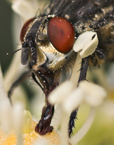 la domestica_crop.jpg