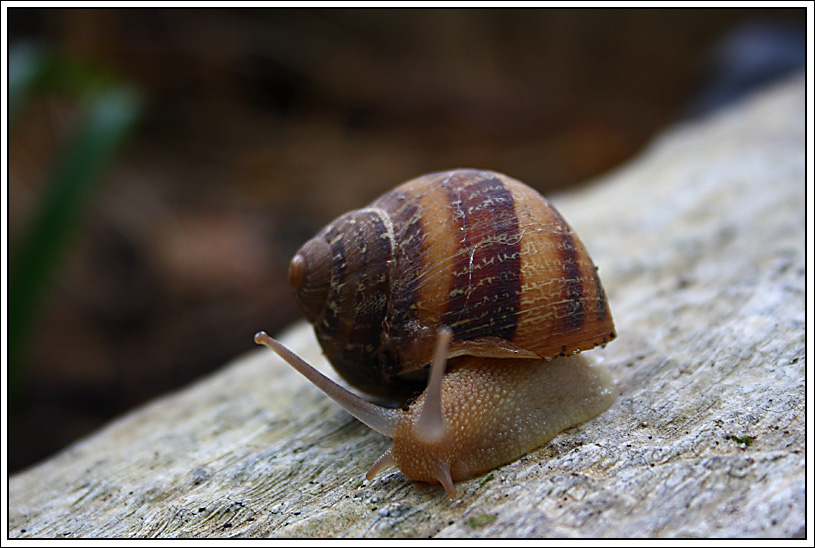 La lumaca II 4.jpg