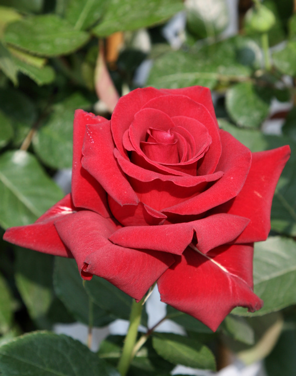 La rosa Beatrice.jpg