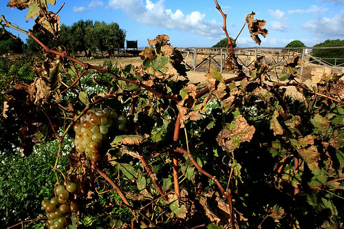 la vigna.jpg