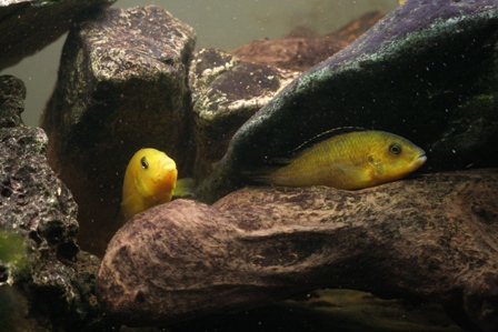 Labidochromis_1.jpg