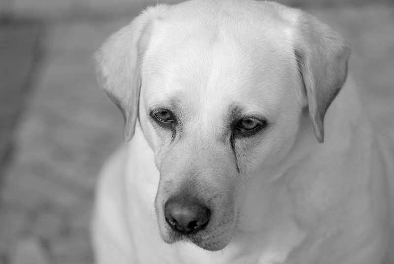 Labrador piangente.jpg