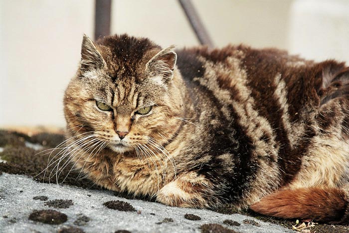 lachaise_gatto_010.jpg