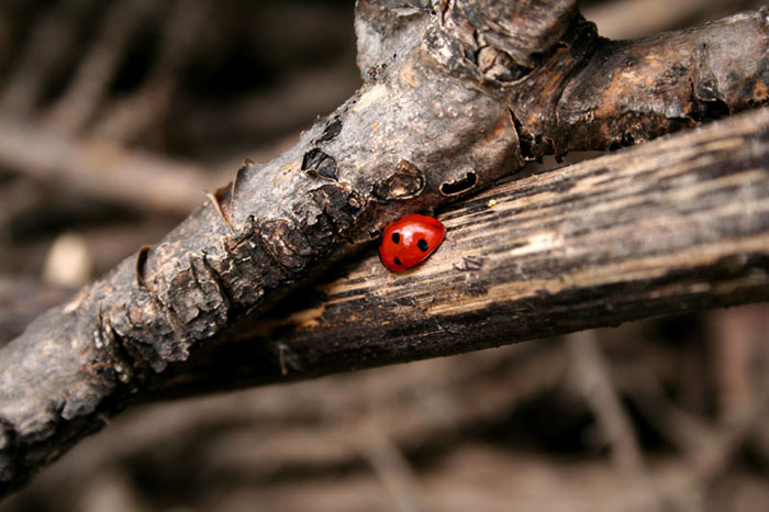 Ladybug.jpg
