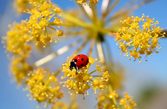 LadyBug.jpg