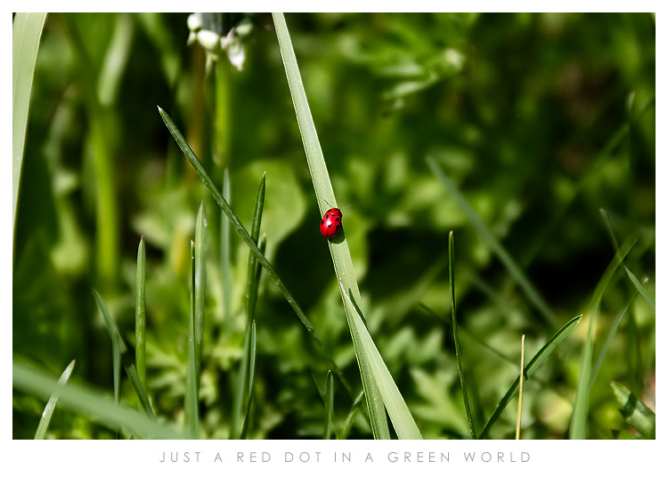 LADYBUG.jpg
