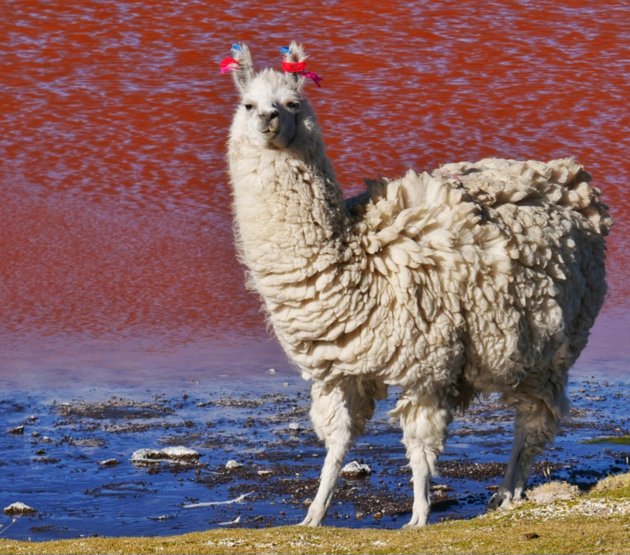 Lama.jpg