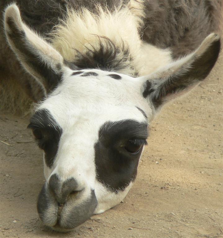 lama.jpg