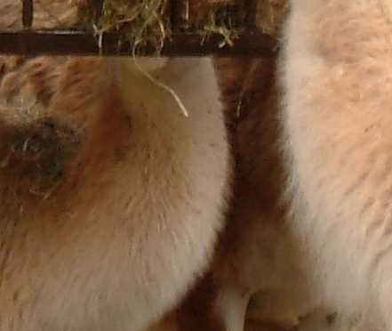 lamaimpastaCROP.jpg