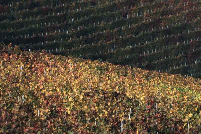 langhe.jpg
