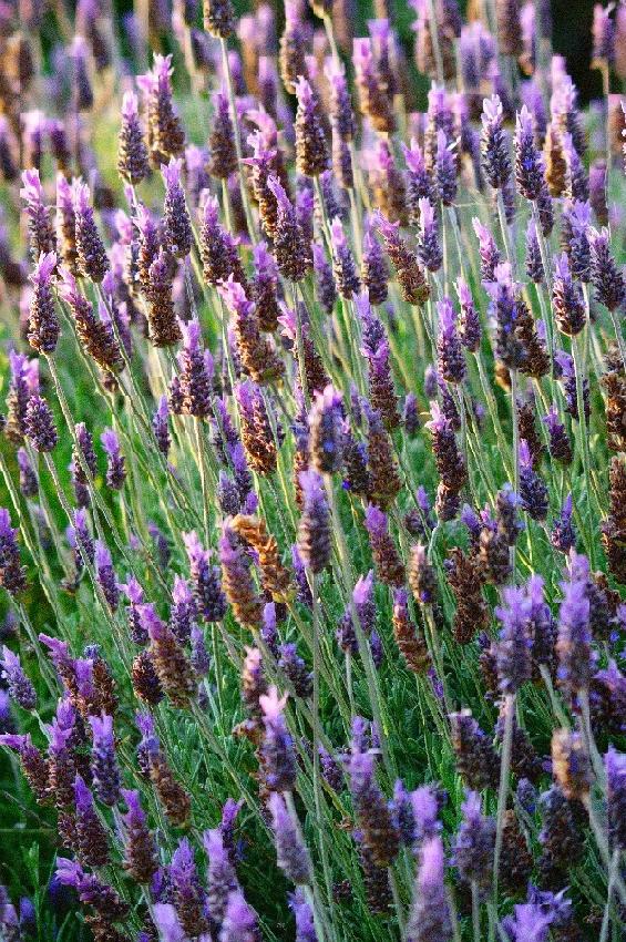 lavanda.jpg