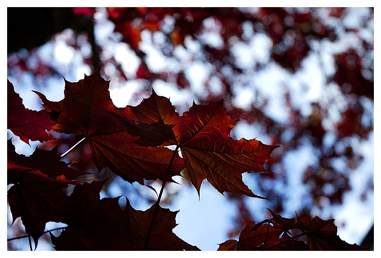 leaves2.jpg