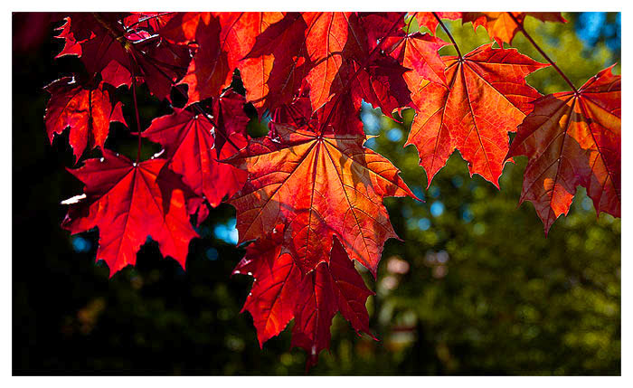 leaves3.jpg