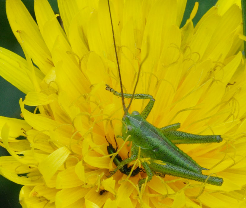 legge-della-giungla-crop.jpg