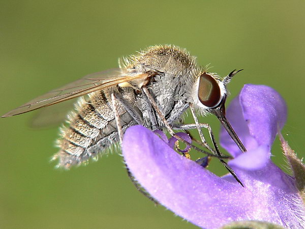 Leicotta3.jpg