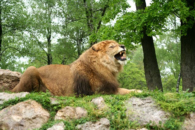 leo_1.jpg