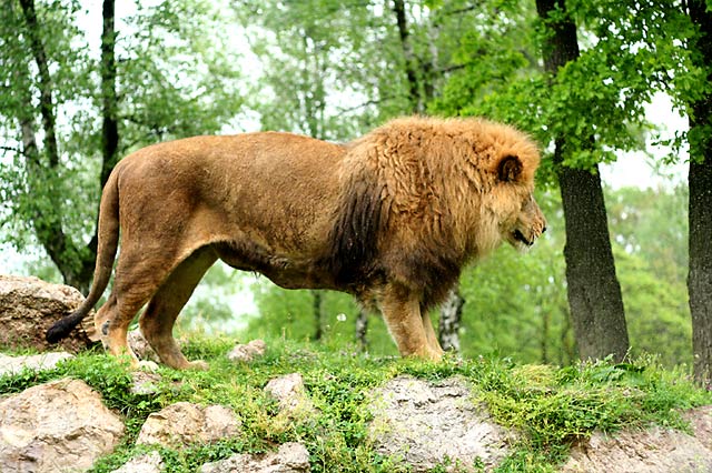 leo_2.jpg