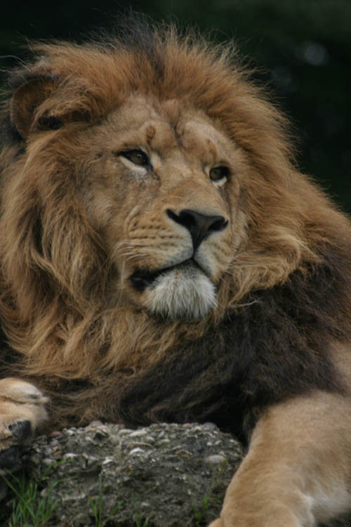 leone2.jpg