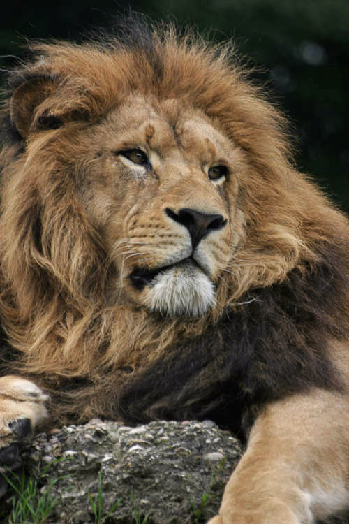 leone.jpg