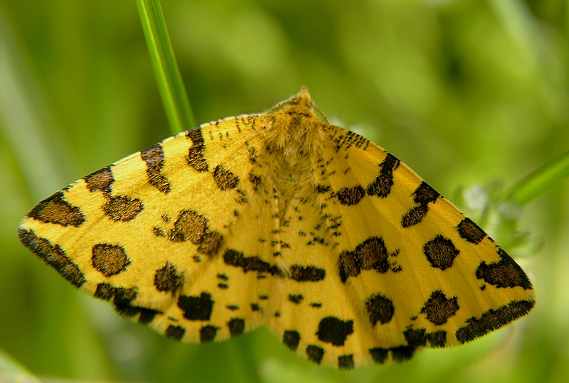 Leopardata2.JPG