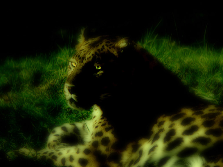 leopardo.jpg