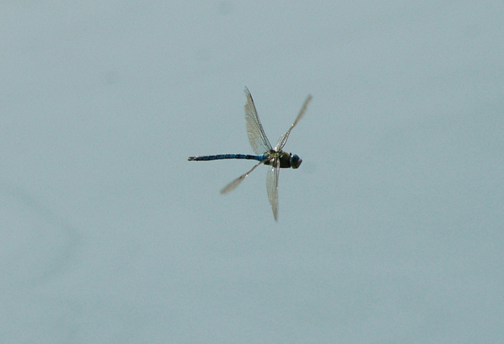 libe in volo.jpg