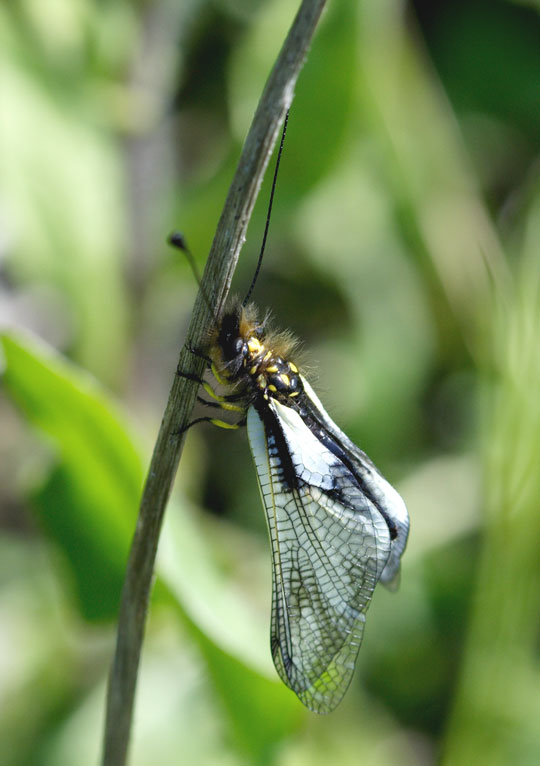 Libelloides-coccaius3.jpg