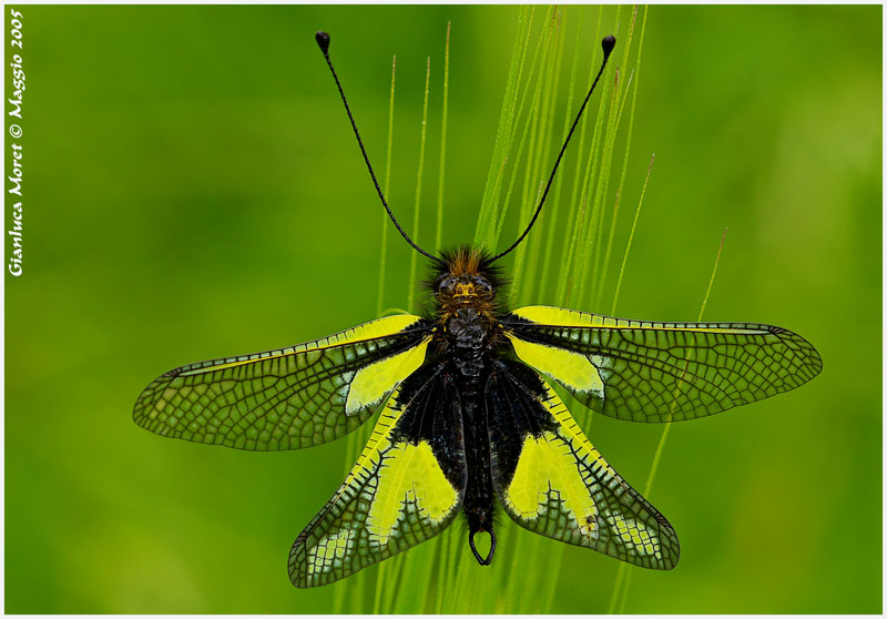 Libelloides-coccajus.jpg