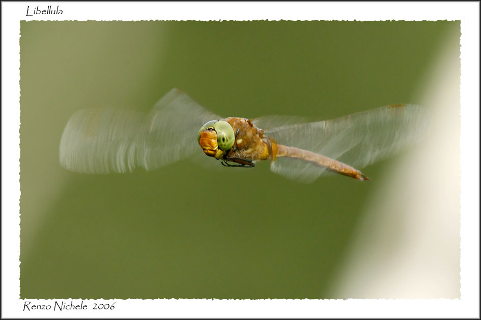Libellula-2006_3849-f.jpg