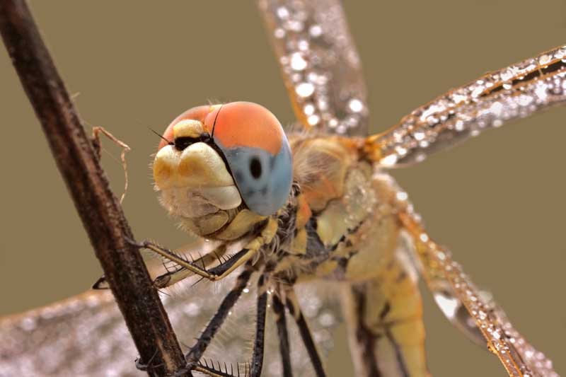 libellula-gialla---rittratto---80.jpg