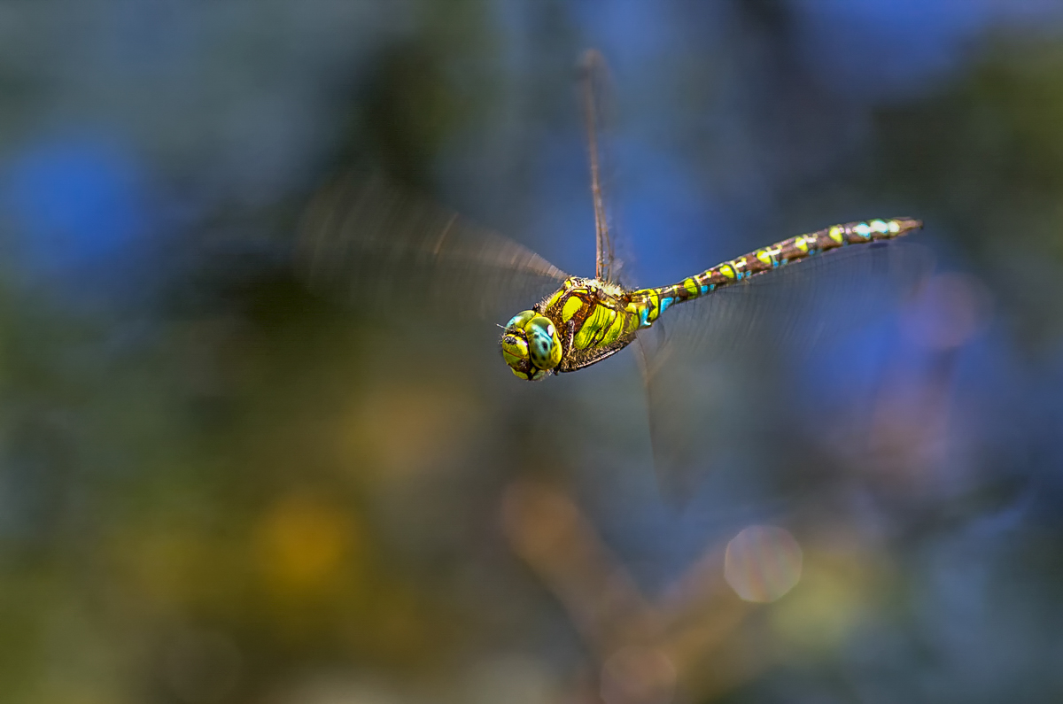 libellula-in-volo.jpg