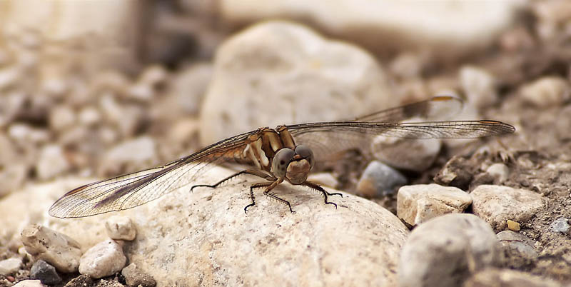 libellula-lite.jpg