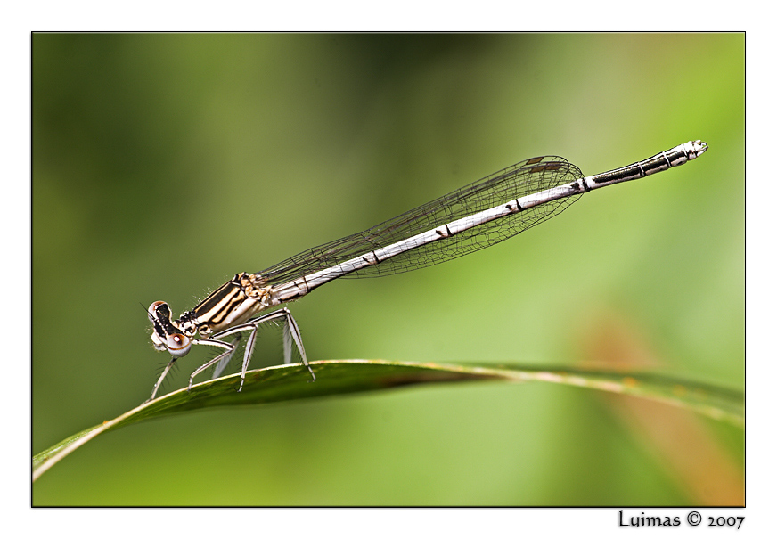 libellula-luimas.jpg