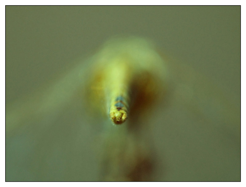 LIBELLULA-POSTERIORE.jpg
