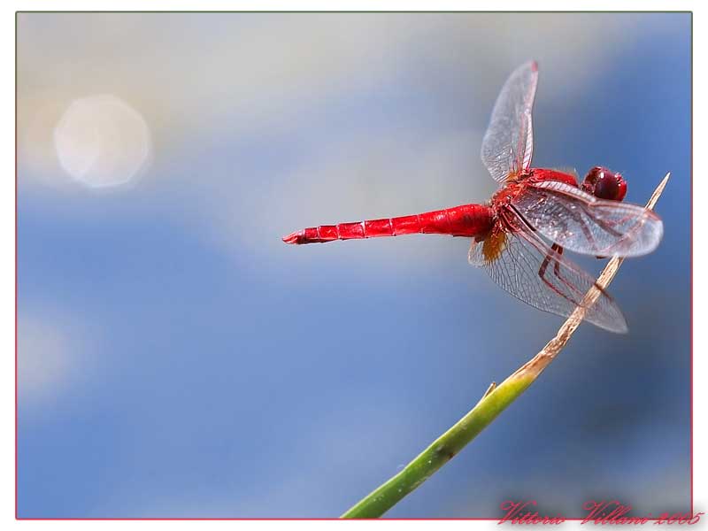Libellula-Rossa.jpg