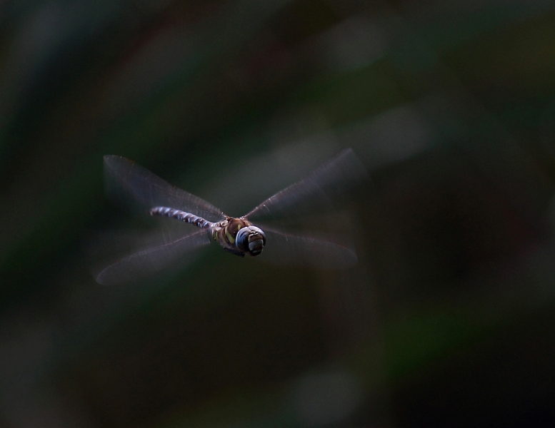 libellula-turchese-2.jpg
