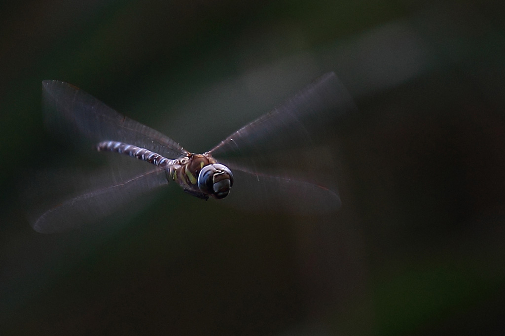 libellula-turchese.jpg