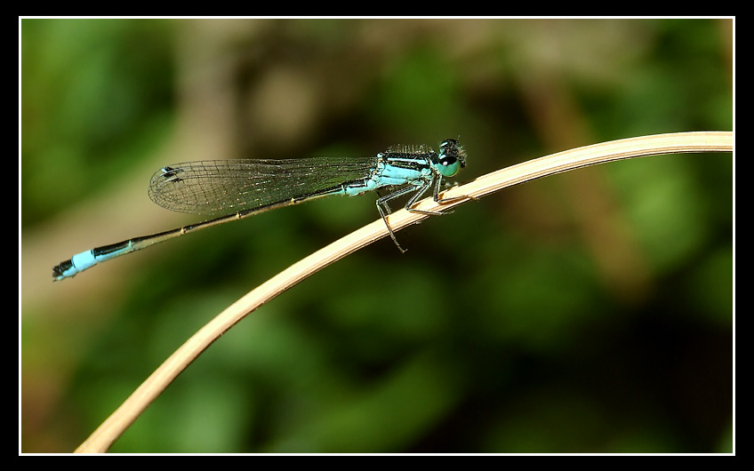 libellula-web.jpg
