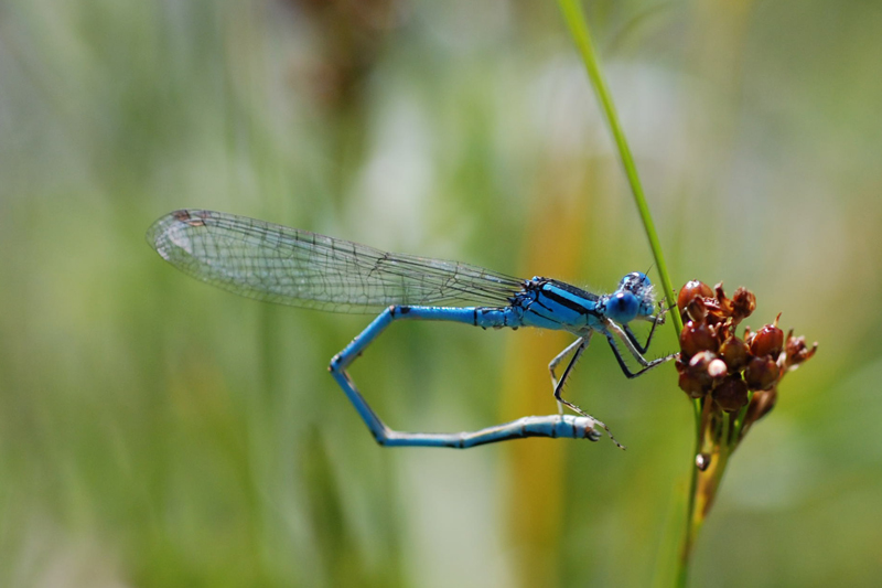 libellula2-800x600.jpg