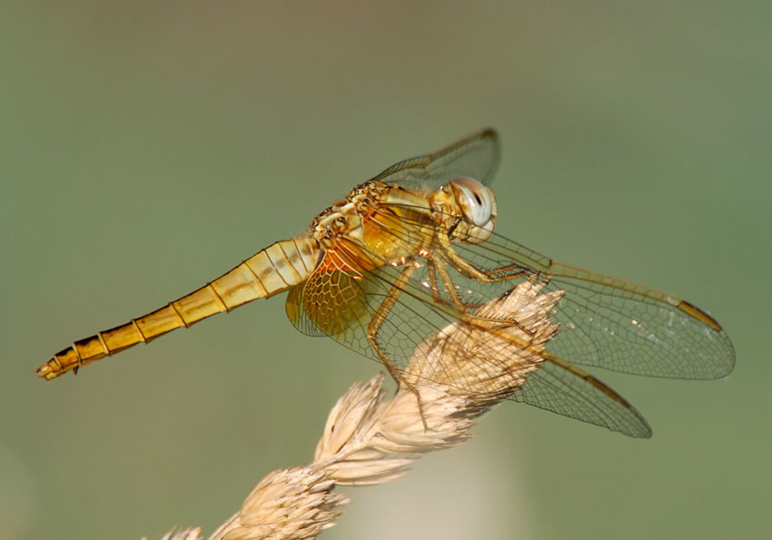 libellula28.jpg
