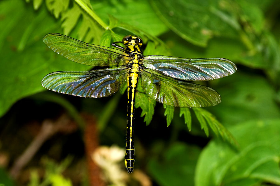 libellula2.jpg