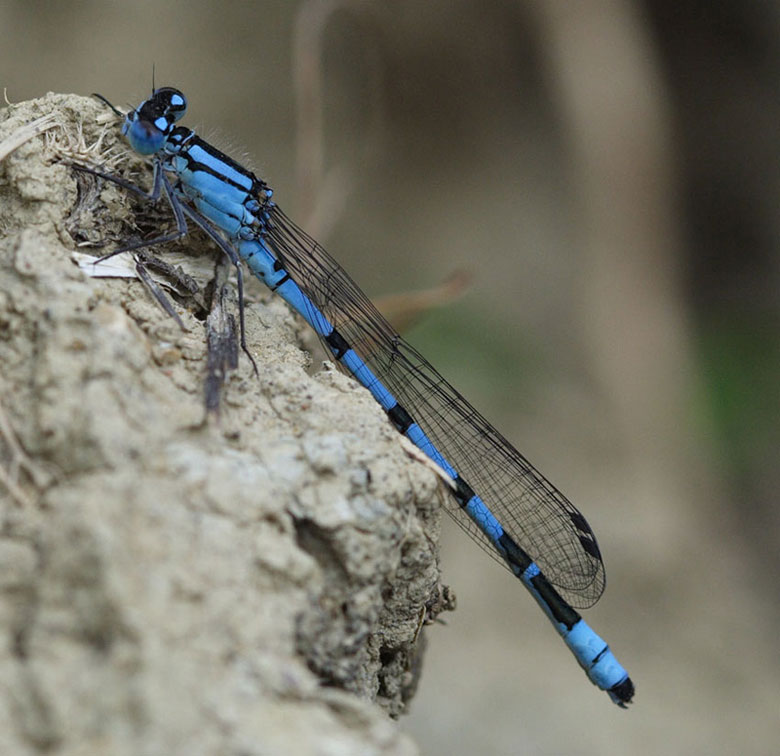 libellula2.jpg