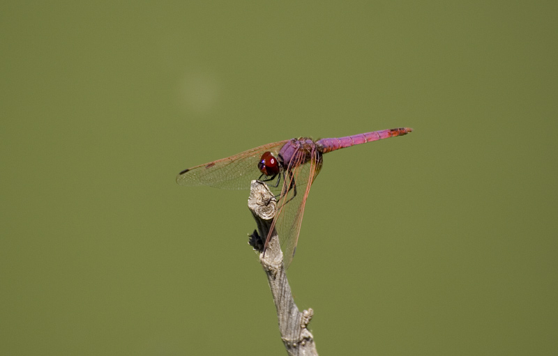 Libellula2.jpg