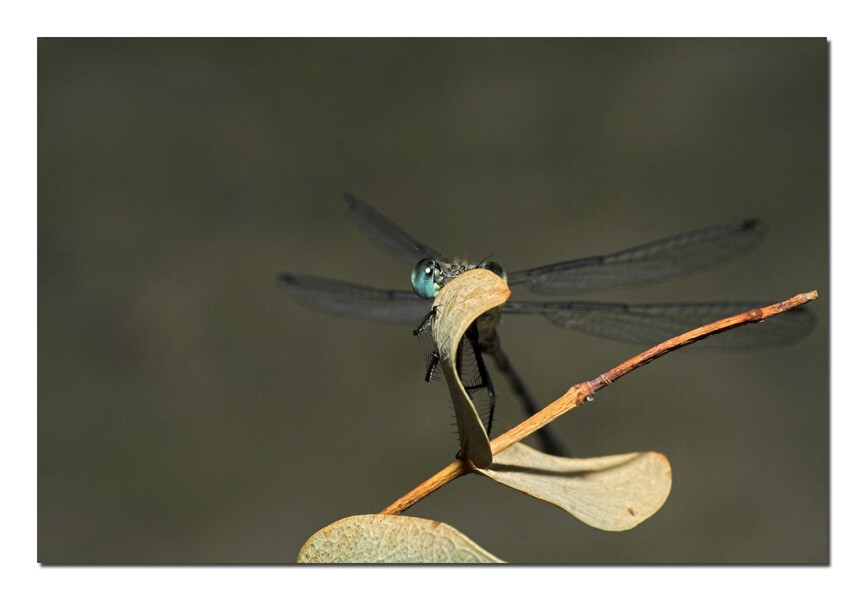 libellula2.jpg