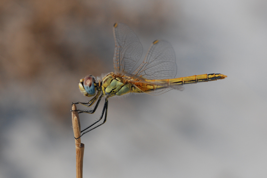 libellula2.jpg