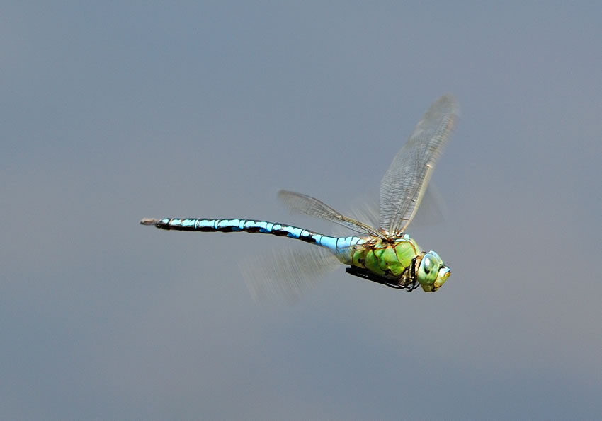 libellula30.jpg