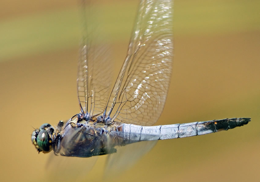 libellula31.jpg